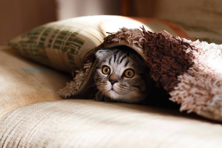 Pillows