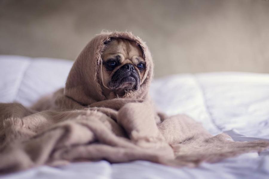 Sheets & Bedding