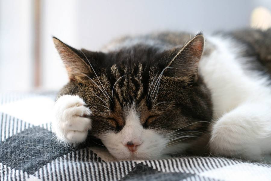 Sleep Tech
